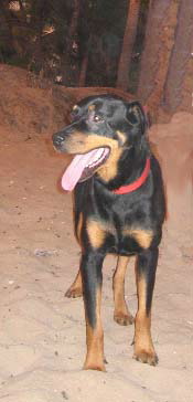 Bentley at Mazatlan 