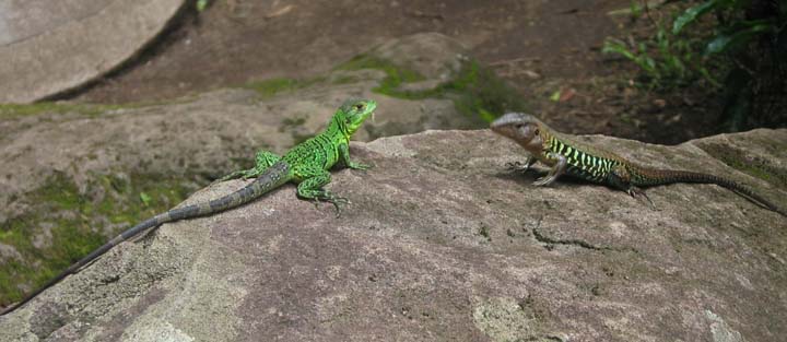 Molting Lizards